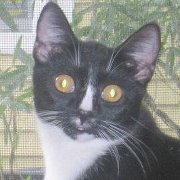 Profile Image for Shannon Haddock.