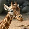 Profile Image for Elesa Labanz.
