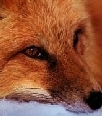 Profile Image for JPerceval.