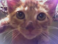 Profile Image for Kat.