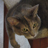Profile Image for Tracey.
