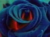 Profile Image for AliceofX.
