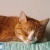Profile Image for Cate.