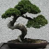 Profile Image for Bonsai.