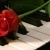 Profile Image for Redrose.