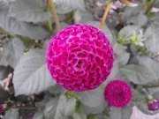 Profile Image for Ingrid.