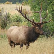 Profile Image for Tracy.