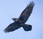 Profile Image for Raven.