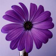 Profile Image for Daisy Loomis.