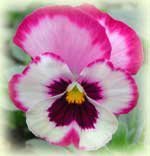 Profile Image for Pansy.