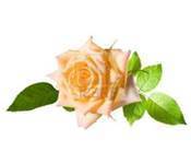 Profile Image for Gayle Pace.