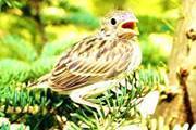 Profile Image for CA Portnellus.