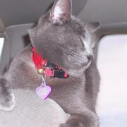 Profile Image for Vivian Elliott.