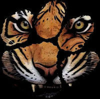 Profile Image for Amanda Showalter.