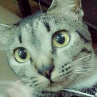 Profile Image for Imran Ariffin.