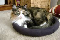 Profile Image for Bella Callaway.