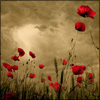 Profile Image for Dixie Conley.