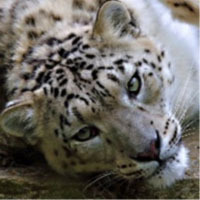 Profile Image for Attila.