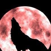 Profile Image for الليث الأبيض.