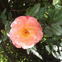 Profile Image for Kate Throp.