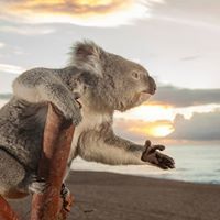 Profile Image for Sandra van Dam.