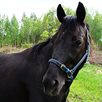 Profile Image for Laamakunkku.
