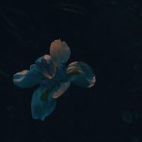 Profile Image for Sohaila.