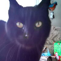 Profile Image for Linette Hutton.