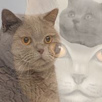Profile Image for Tony Romine.