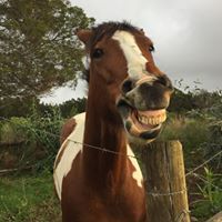 Profile Image for Amy Greenebaum.