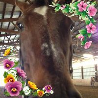 Profile Image for Linda Sabo.