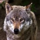 Profile Image for Laura Brunelli.